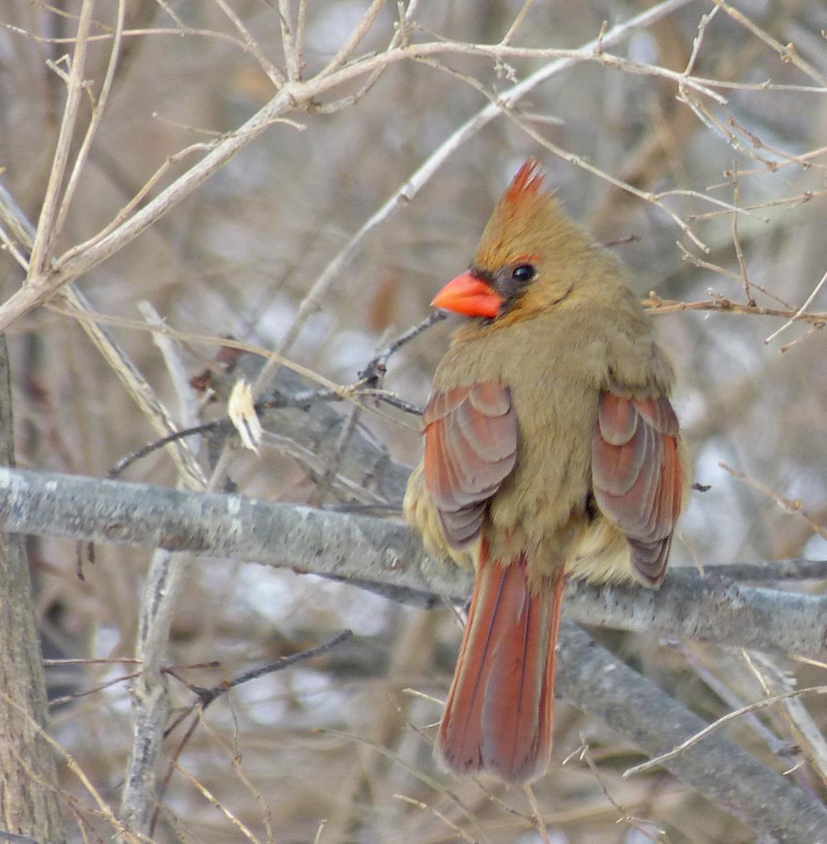 Cardinal