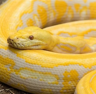 Chiquita, a beautiful yellow Burmese Python